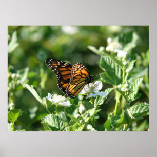 Mai-Schmetterling Poster