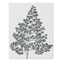 Maidenhair Farn