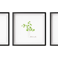 Maidenhair Fern Illustration | Fern-Serie