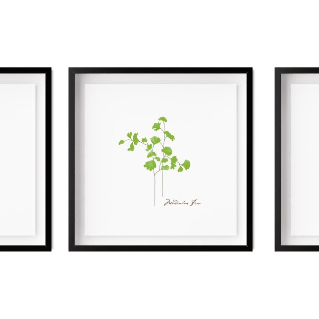 Maidenhair Fern Illustration | Fern-Serie Poster (Von Creator hochgeladen)