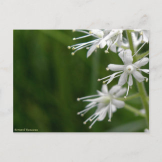 Maïenthème du Canada Postkarte