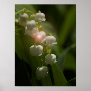 Maiglöckchen-Blüten Poster