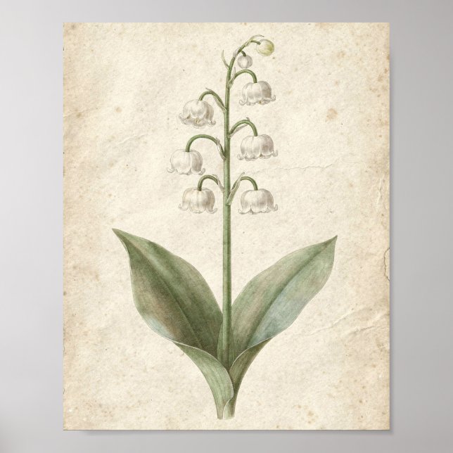 Maiglöckchen Botanische Blumenkunst Poster (Vorne)