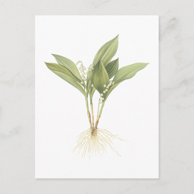 Maiglöckchen (Convallaria majalis) durch Redouté Postkarte (Vorderseite)
