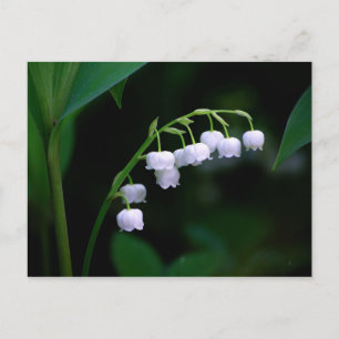 Maiglöckchen-Postkarte Postkarte