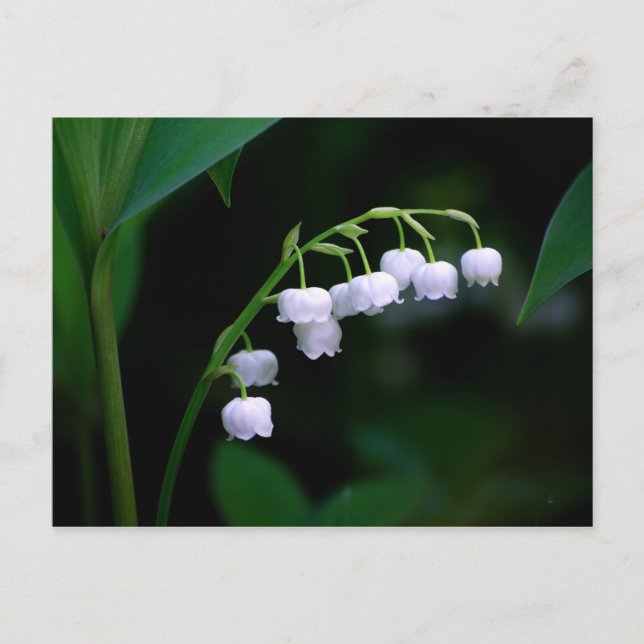 Maiglöckchen-Postkarte Postkarte (Vorderseite)