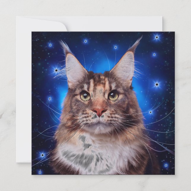 Main Coon Cat Blue Background Stars Einladung (Vorderseite)