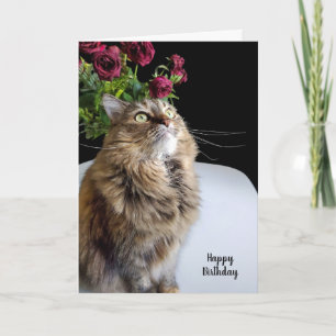 Maincoon-Katze Geburtstag Karte