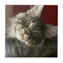Maincoon Kitten Keramik Tile Fliese