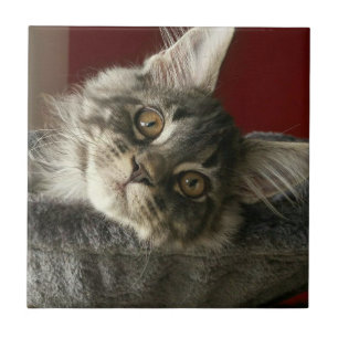 Maincoon Kitten Keramik Tile Fliese