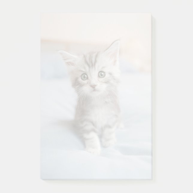 Maincoon Kitten Post-it Klebezettel (Vorderseite)