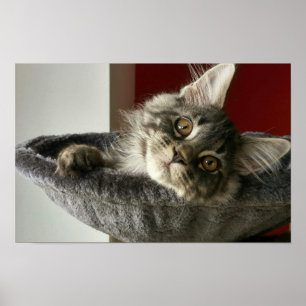 Maincoon Kitten Poster