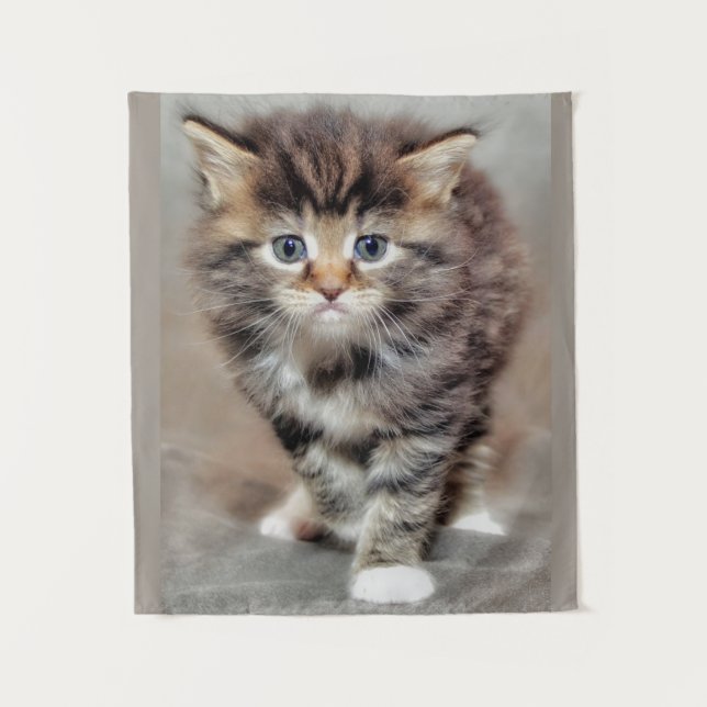 Maincoon ‎ Kitten Wandteppich (Vorderseite)