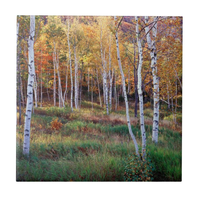 Maine, Acadia Nationalpark, Herbst Fliese (Vorderseite)