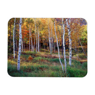 Maine, Acadia Nationalpark, Herbst Magnet