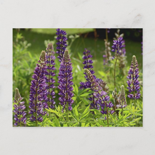 Maine Blume Postkarte (Vorderseite)