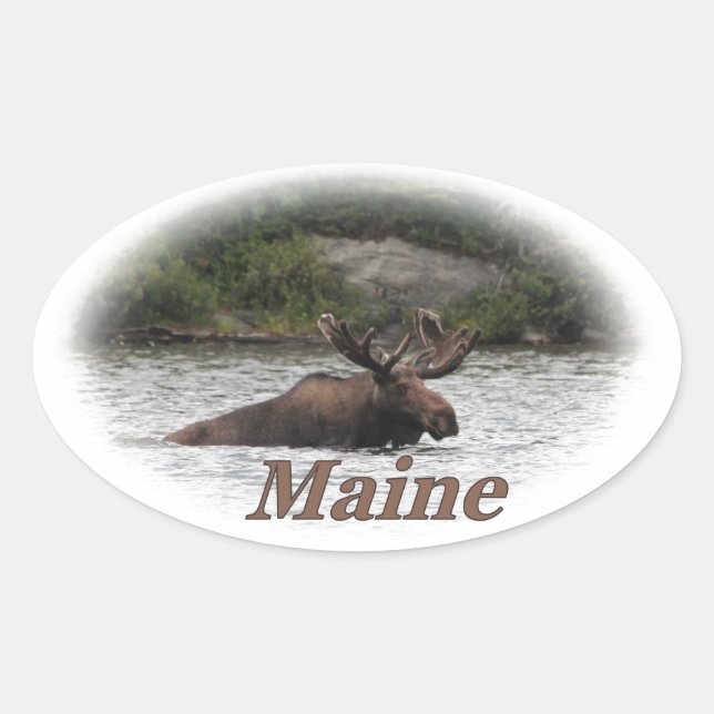 Maine Bull Moose Ovaler Aufkleber (Vorderseite)