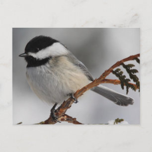 Maine Chickadee Postkarte