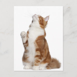 Maine Coon (6 Monate alt) sitzt und sucht Postkarte