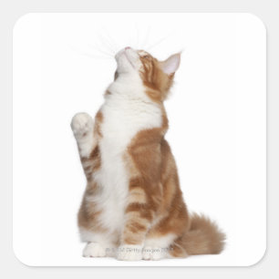 Maine Coon (6 Monate alt) sitzt und sucht Quadratischer Aufkleber