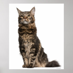 Maine Coon (8 Monate alt) 2 Poster