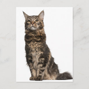 Maine Coon (8 Monate alt) Postkarte