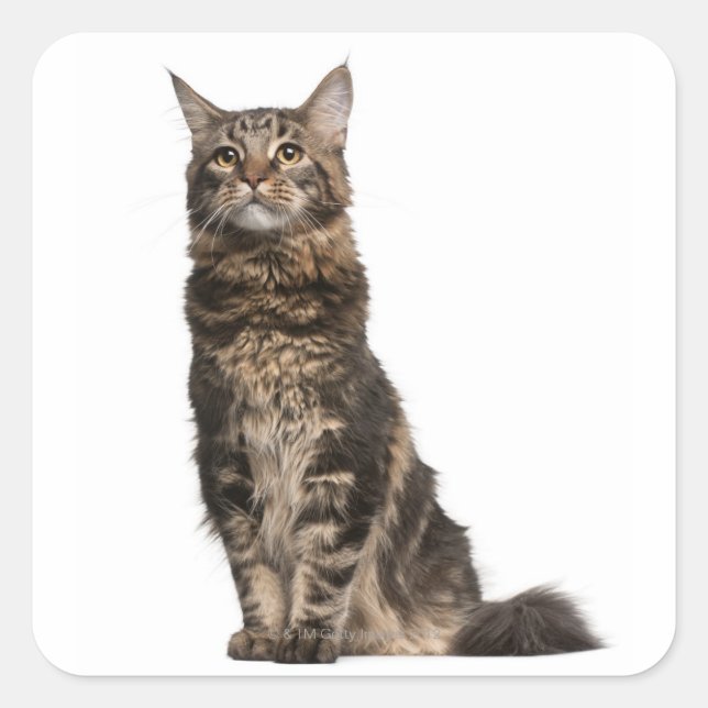 Maine Coon (8 Monate alt) Quadratischer Aufkleber (Vorderseite)
