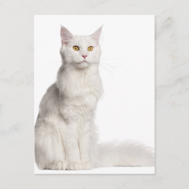 Maine Coon (8 Monate alt) Sitzung Postkarte (Vorderseite)