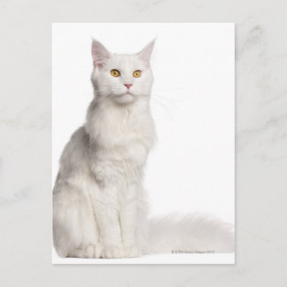 Maine Coon (8 Monate alt) Sitzung Postkarte