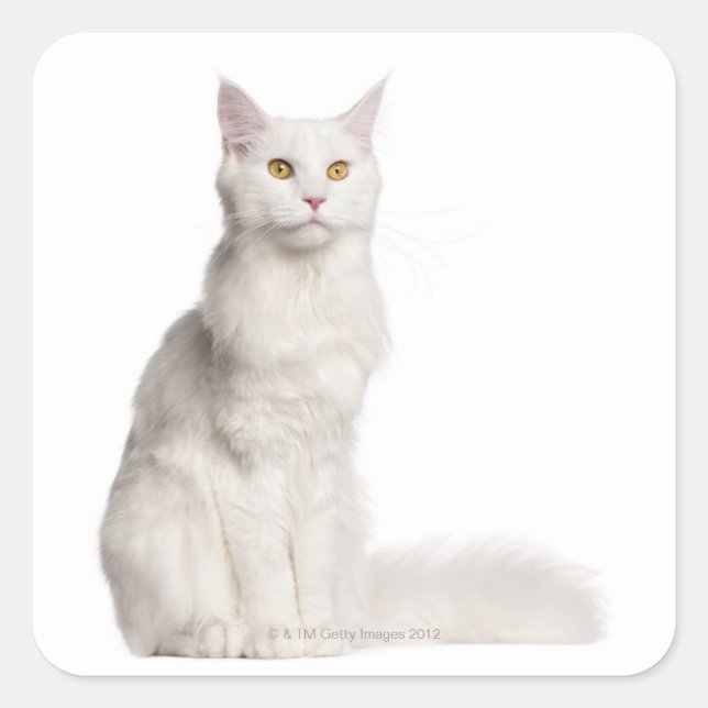 Maine Coon (8 Monate alt) Sitzung Quadratischer Aufkleber (Vorderseite)