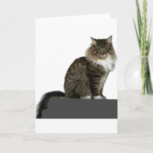 Maine Coon auf einem Regal sitzend Karte