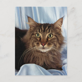 Maine Coon, braune Tafel Postkarte