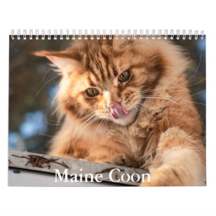 Maine Coon Calendar Kalender
