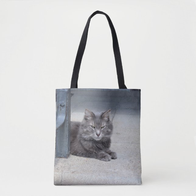 Maine Coon Cat (Vorderseite)