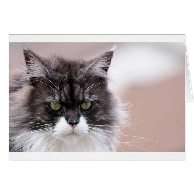 Maine Coon Cat (Vorderseite (Horizontal))