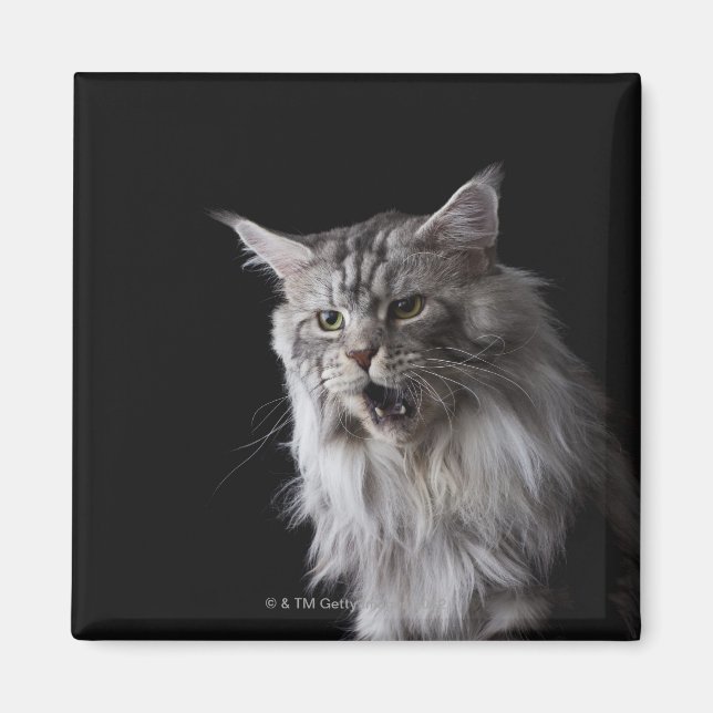 Maine Coon Cat 2 Magnet (Vorne)
