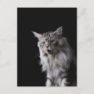 Maine Coon Cat 2 Postkarte