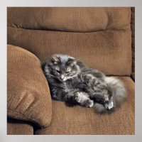 Maine Coon Cat auf Sofa