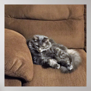 Maine Coon Cat auf Sofa Poster