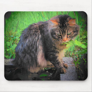 Maine Coon Cat auf Steinen Mousepad