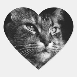 Maine Coon Cat Aufkleber