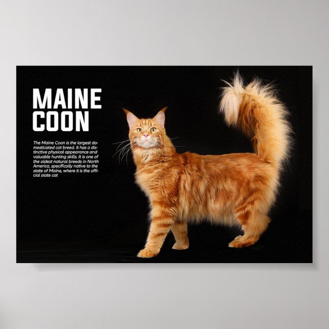 Maine Coon Cat Breed Poster (Vorne)
