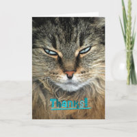 Maine Coon Cat Danke