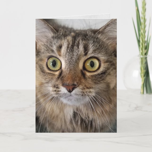 Maine Coon Cat Face Birthday Karte (Vorderseite)