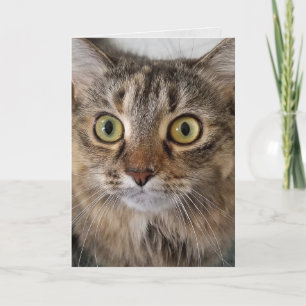 Maine Coon Cat Face Birthday Karte