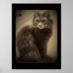 Maine Coon Cat Foto Poster