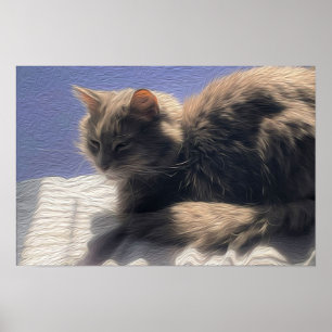 Maine Coon Cat Foto Poster