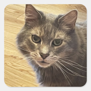 Maine Coon Cat Foto Stickers