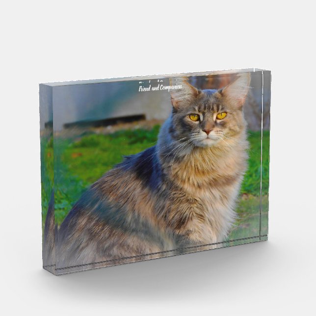Maine Coon Cat Fotoblock (Links)