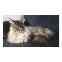 Maine Coon Cat Fotodruck